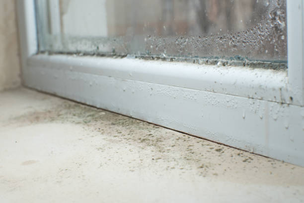 Best Attic Mold Removal  in Dallas Center, IA